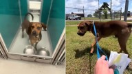 Oklahoma Dog Hours Away From Euthanasia Gets His Miracle At The Last Moment