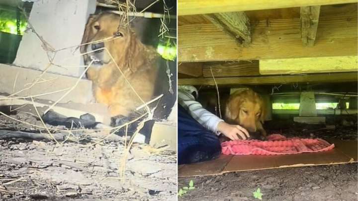Texas Homeowner Stunned To Discover A Heartbreaking Surprise Inside The Crawl Space Of Her Home