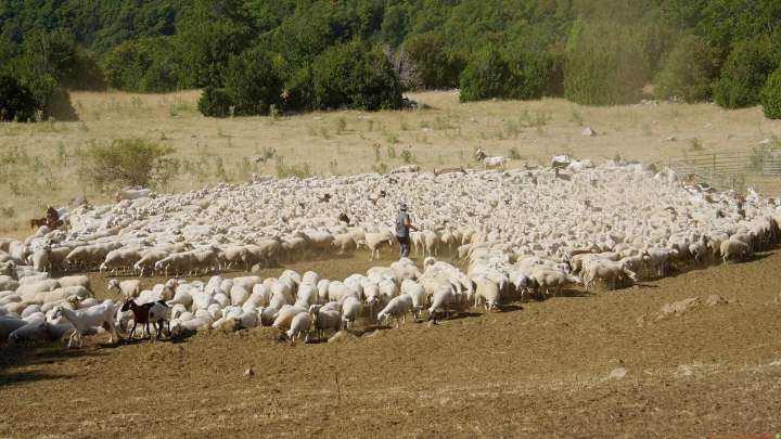 Recorrer el valle de Hecho rodeado de 1.500 ovejas: "Es un acercamiento sin edulcorantes a la vida del pastor"