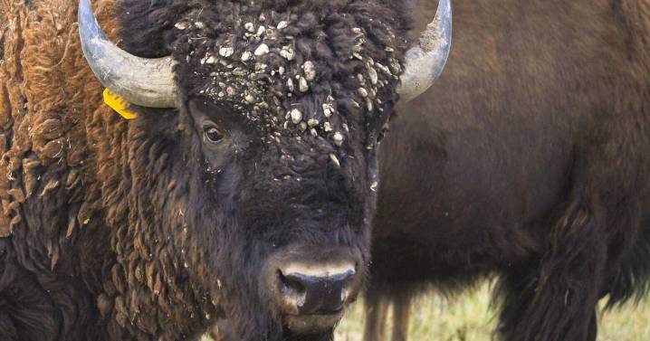 Buffalo ranch showcases American bison with tours and hunts