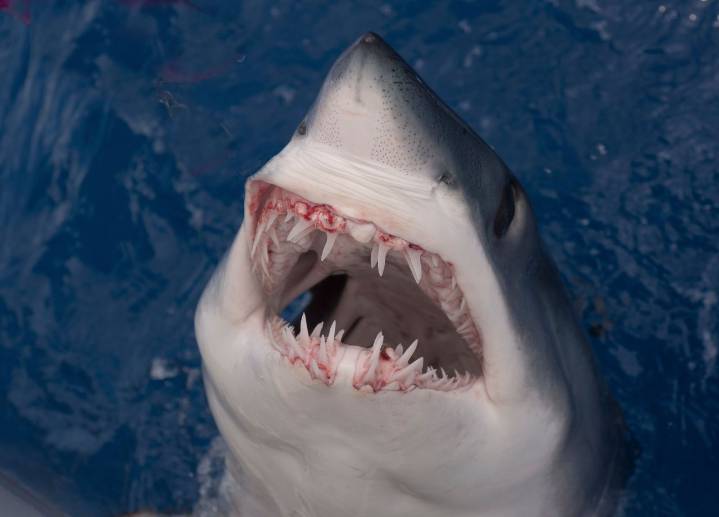 El arma secreta de los tiburones en peligro: ¿qué está pasando con sus dientes?