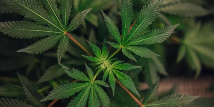 Perú empezará a cultivar cannabis con aval de su Gobierno: los detalles