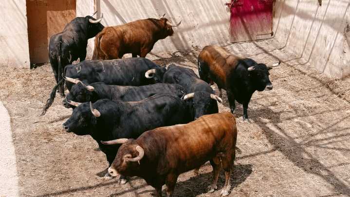 Los toros de Román Sorando para este lunes, sin Morante: abre plaza "Pazguato"