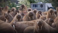 John Bolton Eludes FBI By Blending Into A Herd Of Walruses