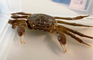 Scientists see increase of mitten crabs in Connecticut