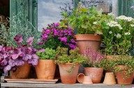 5 Perennials You Should Never Grow in Containers