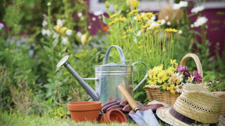 Master Gardener: Guide to keeping your hydrangeas happy and healthy