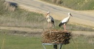 Medio Ambiente utiliza drones para el seguimientos de aves reproductoras en una iniciativa innovadora y eficaz dentro de la ornitología