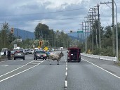 BC briefs: Pedestrian killed in Vancouver