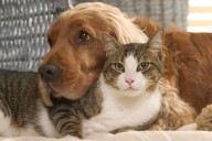 Divorce Attorney Offers Free Pet Prenups to Couples Who Adopt Rescues (Exclusive)