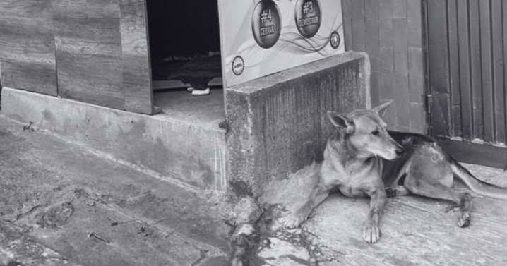Indignación en Pereira por hombre que mató a disparos a un perro porque estaba ladrando
