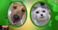 WAND's Happy Tails featuring Party in the USA and Louie