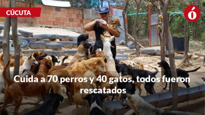 Ángeles Guardianes: el refugio que les cambió la vida a 110 animales