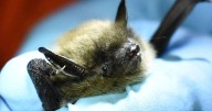 Bat with rabies found in Brantford daycare