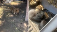 California Rescuers Thought They Were Saving One Dog, But They Were Wrong