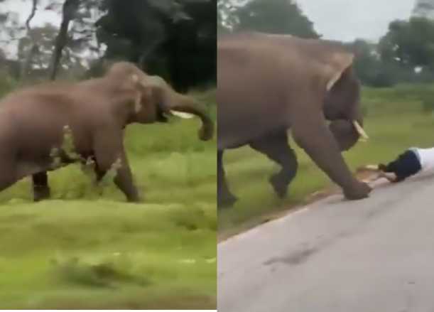 VIDEO | Elefante persiguió y pisoteó a turista que intentó tomarse una ‘selfie’ en India