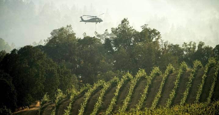 Did a prestigious Napa Valley winery play a role in sparking the 6,800