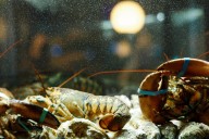 A look back at Maine’s aquaculture history