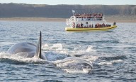 Más de 2.100 ballenas francas llegaron a la Península Valdés