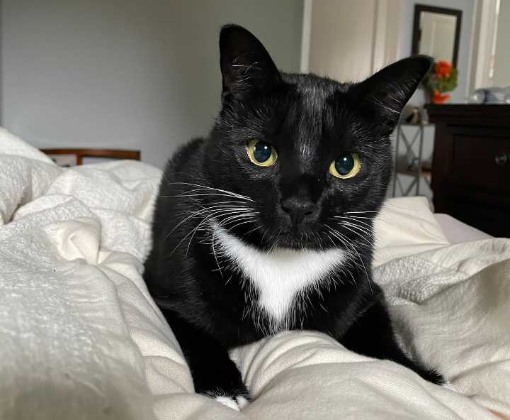 Woman spends days in hospital, undergoes surgery after being scratched by her cat