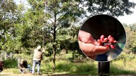 Floreció la esperanza en Cali: el burilico, un árbol casi extinto, renació en el sur de la ciudad