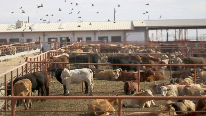 Wyoming Rancher Still Has Nightmares About Flesh-Eating Screwworm As U.S. On Alert