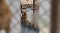 Volunteers, county officials spar over conditions at Nassau County Animal Services shelter