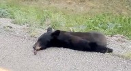 Aseguró SICT oso en carretera a Juárez, lo llevó a Profepa
