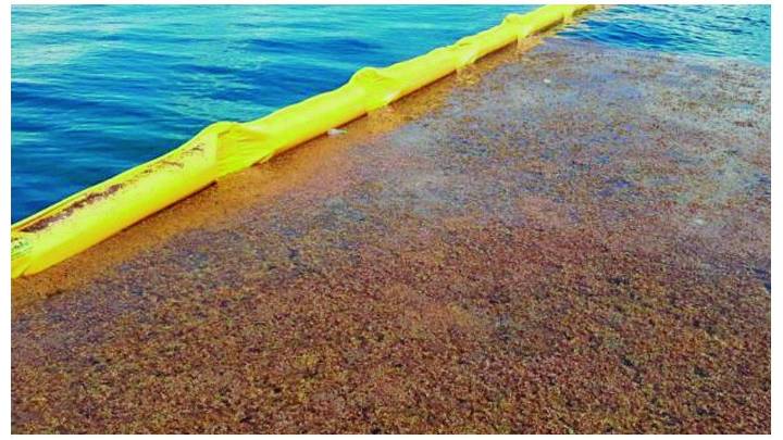 Barreras flotantes para proteger el paraíso: el Caribe lucha contra el sargazo