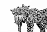 Fotógrafa española Marina Cano, preseleccionada a Wildlife Photographer of the Year 2025