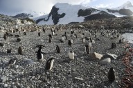 Record Krill Catch Prompts Early End to Fishing Season in Antarctica and Growing Calls to Protect its Fragile Ecosystems