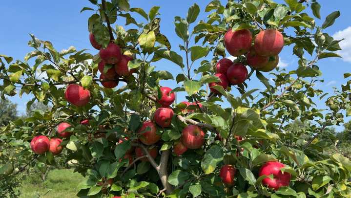 Michigan apple orchards and cider mills will have plenty of fruit this fall