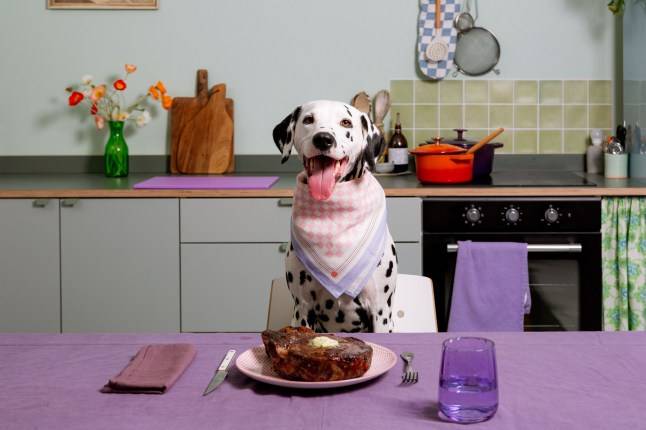 Londoners are spending more money on food for their dogs than on themselves