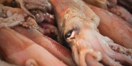 Ministerio de la Producción no solo condona S/611 millones en multas, también abre paso a la sobrepesca y clonación de embarcaciones
