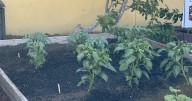 Boys & Girls Club members start a garden to address food insecurity in Sarasota County