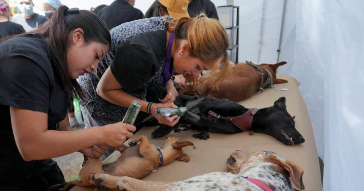 Más de 23 mil atenciones veterinarias en Tlalpan al conmemorarse el Día del Médico Veterinario