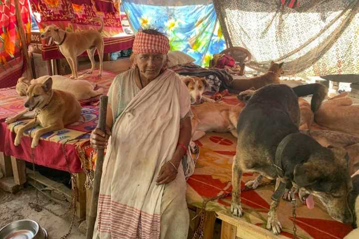 La guerra de los perros en la India: un enfrentamiento entre la rabia y la compasión