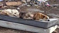 South Dakota Stray Dogs Rescued From Dumpsite Reunite After A Year Apart