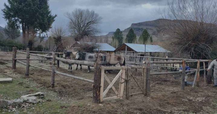 Sospechosa compra de caballos terminó con multas en Neuquén: los frenaron camino a Cutral Co