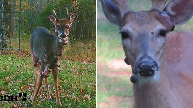 ‘Mutant’ deer covered in fleshy bubbles spotted in the US