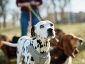 ¿Insólitos o tiernos? Los 10 nombres para perro más originales, según la inteligencia artificial
