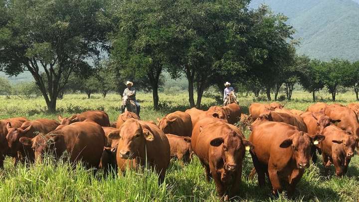 Tamaulipas se afianza como líder nacional en crecimiento de actividades primarias