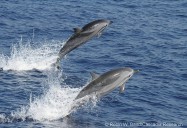 Dolphins stranded on Oahu had infectious bacterial disease