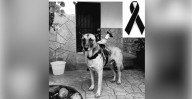 Con cuerpo de perro y alma de caballo: Muere Covi, el can más querido de la Cabalgata Oaxaqueña