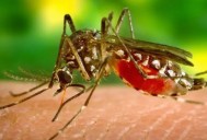 Liberan en Los Cabos mosquitos con bacteria natural para combatir el dengue