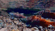Time For Red Kokanee Salmon Viewing Approaches