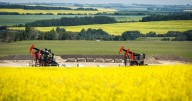 Shift to canola-based biofuel could help make up for lost Chinese market