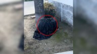 California Shelter Staff Discover Who Was Curled Up Beneath A Soaked Blanket