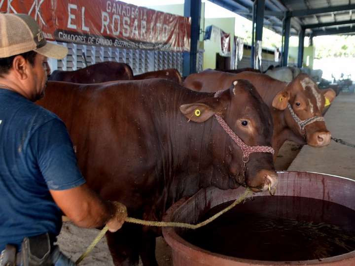 Yucatán registra 94 casos de gusano barrenador