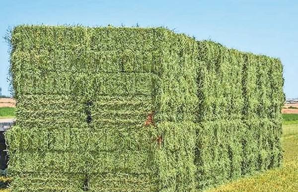 Chihuahua, líder nacional en producción de Alfalfa